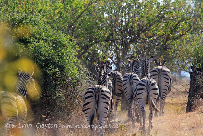 Zebra Herd